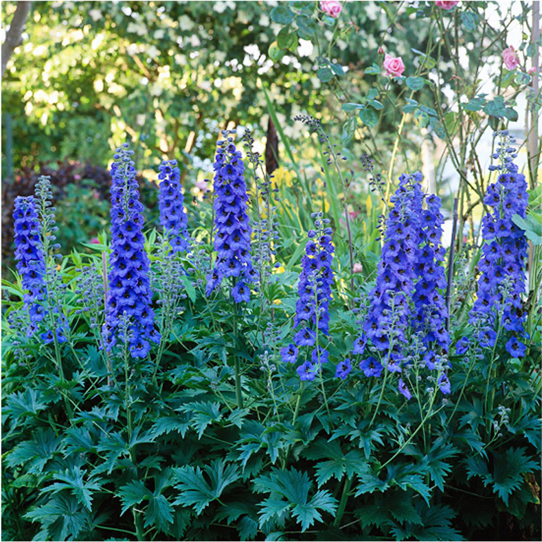 Delphinium Delphinium