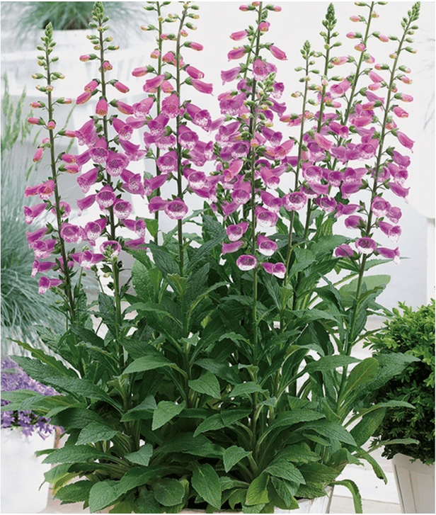 Digitalis Foxglove Digitalis Foxglove