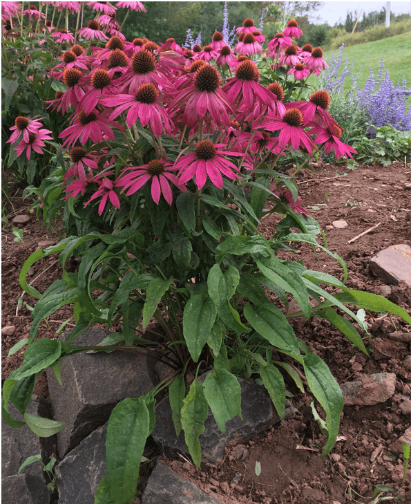 Echinacea Echinacea
