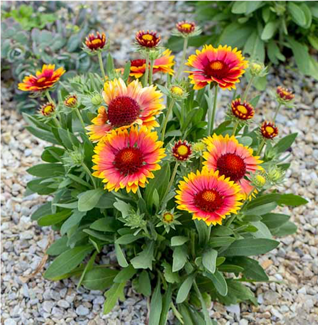 Gaillardia Gaillardia