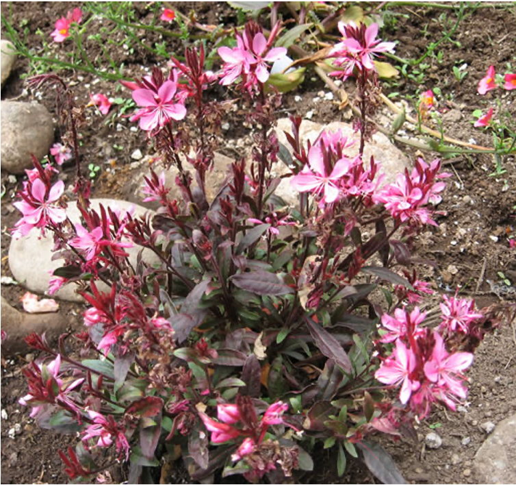 Gaura Gaura