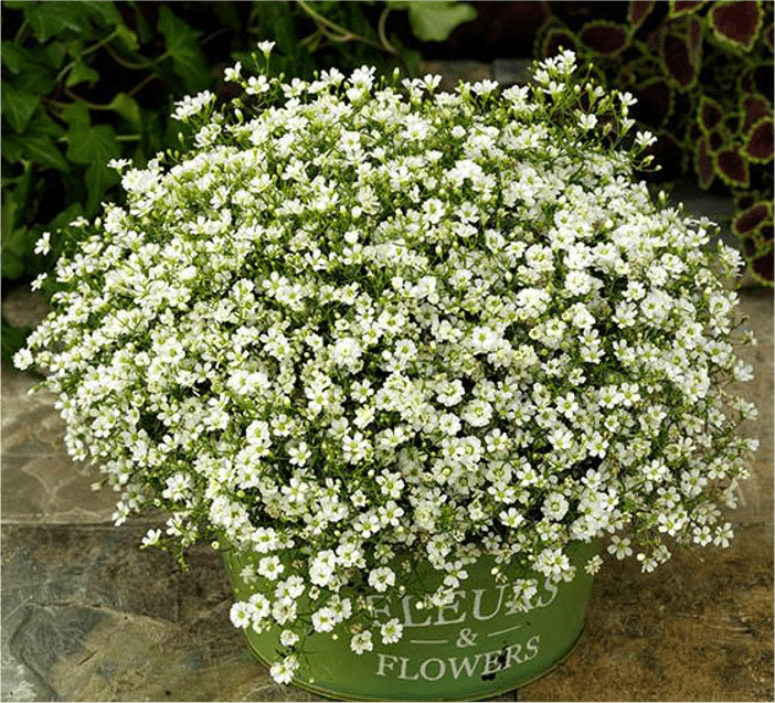 Gypsophila Gypsophila
