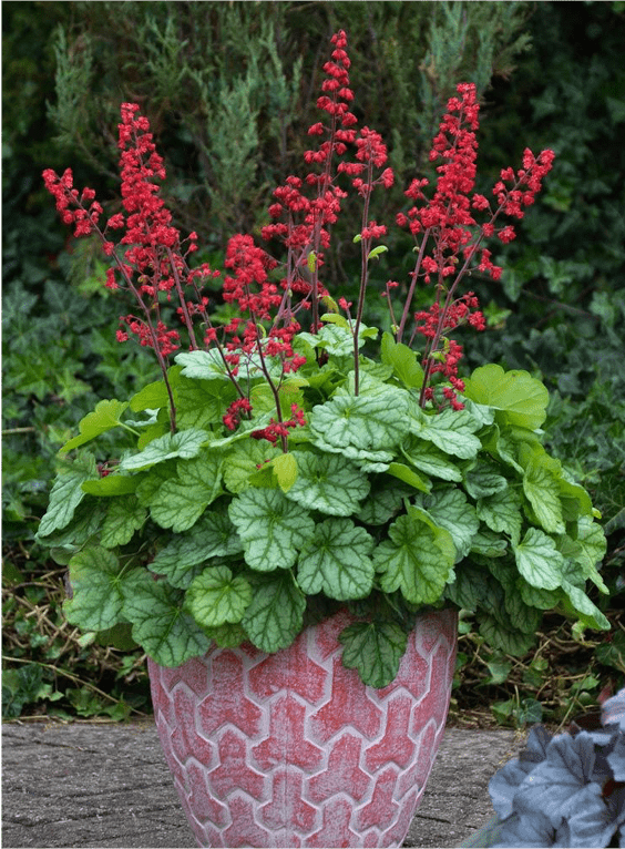Heuchera Heuchera