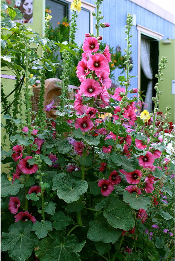 Hollyhock Hollyhock