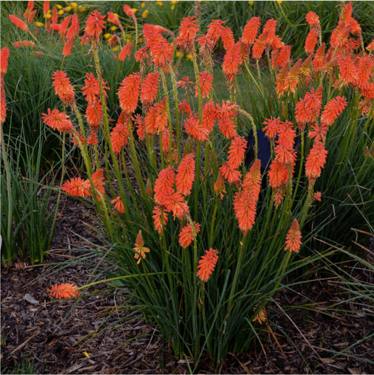 Kniphofia Poker Plant Kniphofia Poker Plant