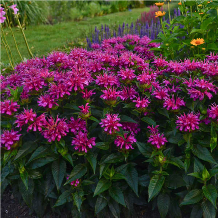 Monarda Monarda