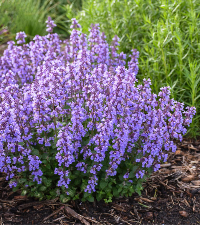 Nepeta Nepeta