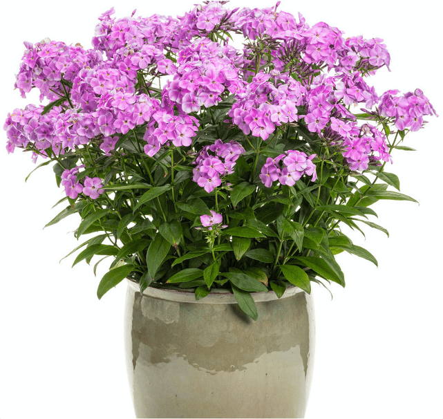 Phlox Phlox