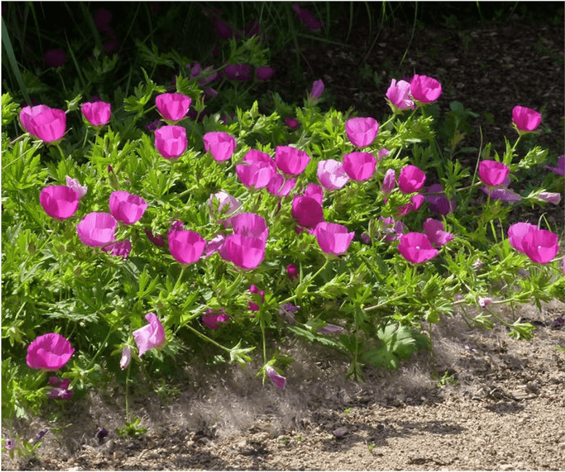 Poppy Mallow Poppy Mallow
