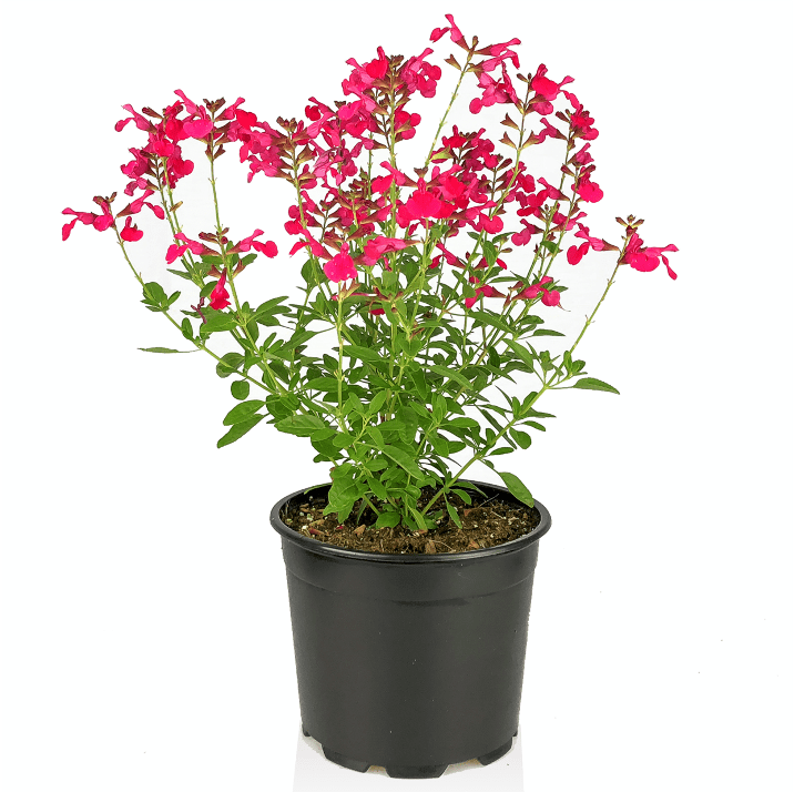 Salvia Greggii Salvia Greggii