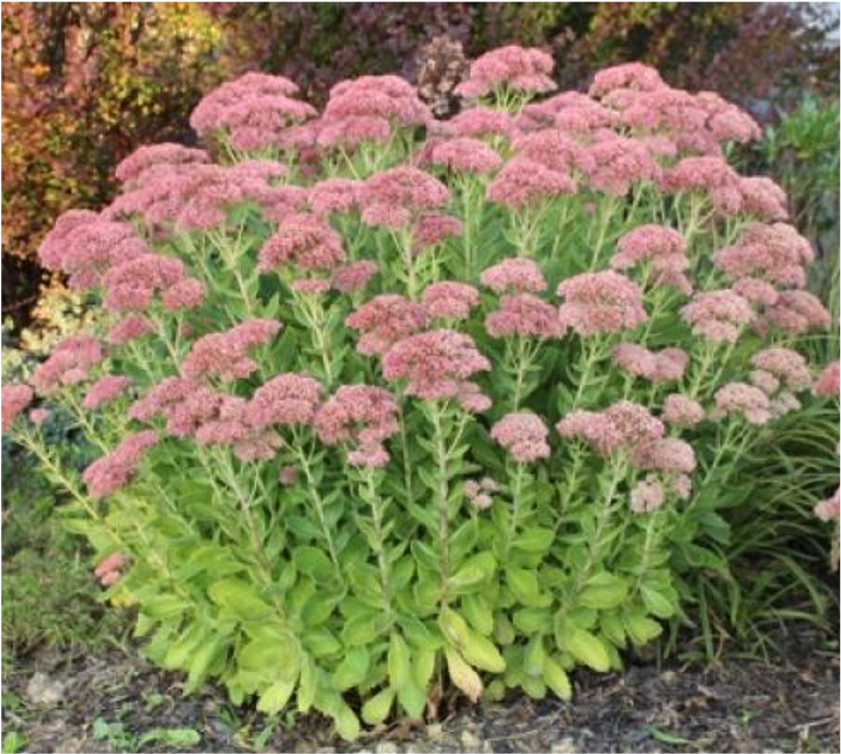 Sedum Sedum