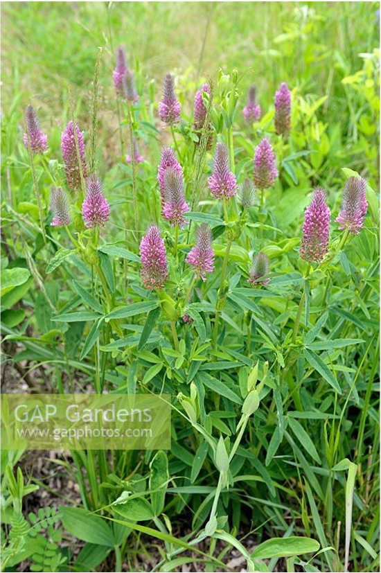 Trifolium Red Feather Trifolium Red Feather