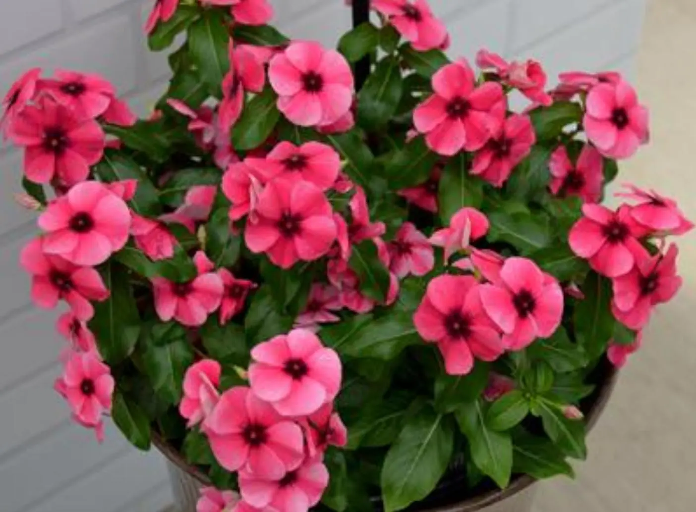 Vinca Vinca