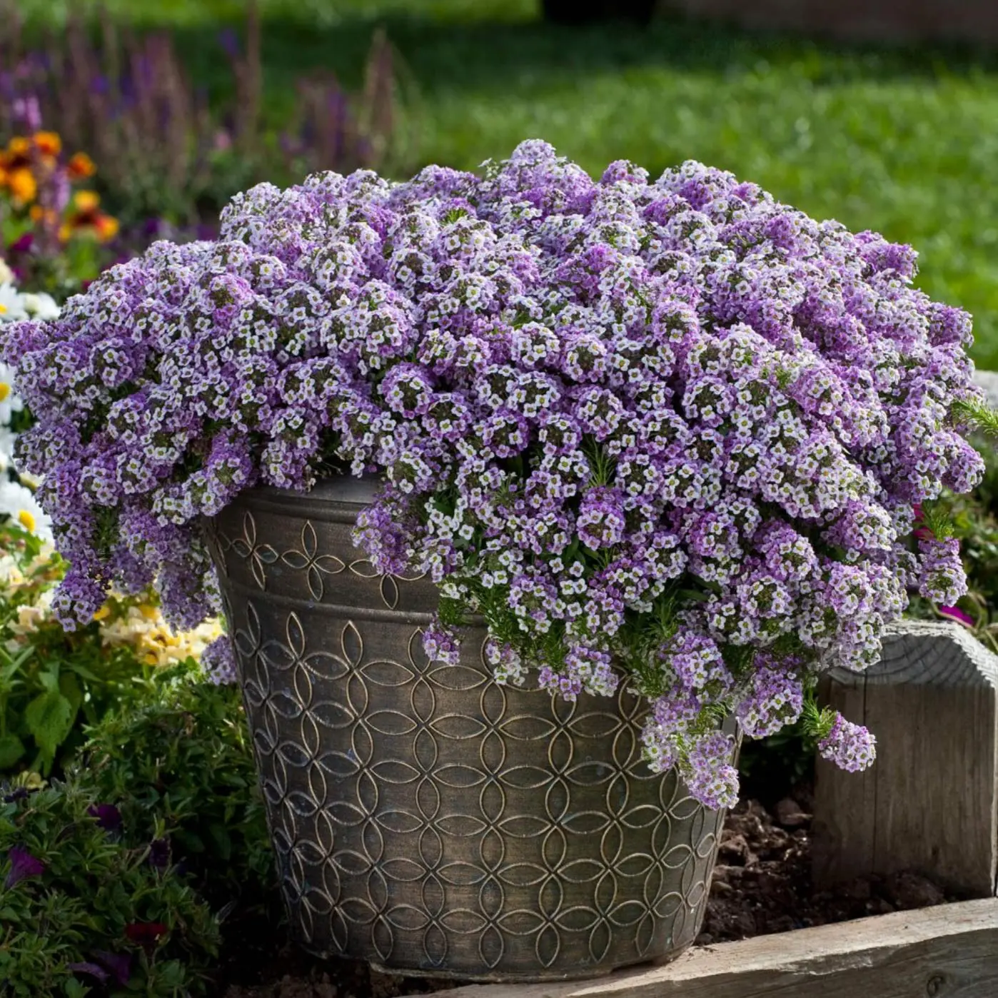 alyssum alyssum