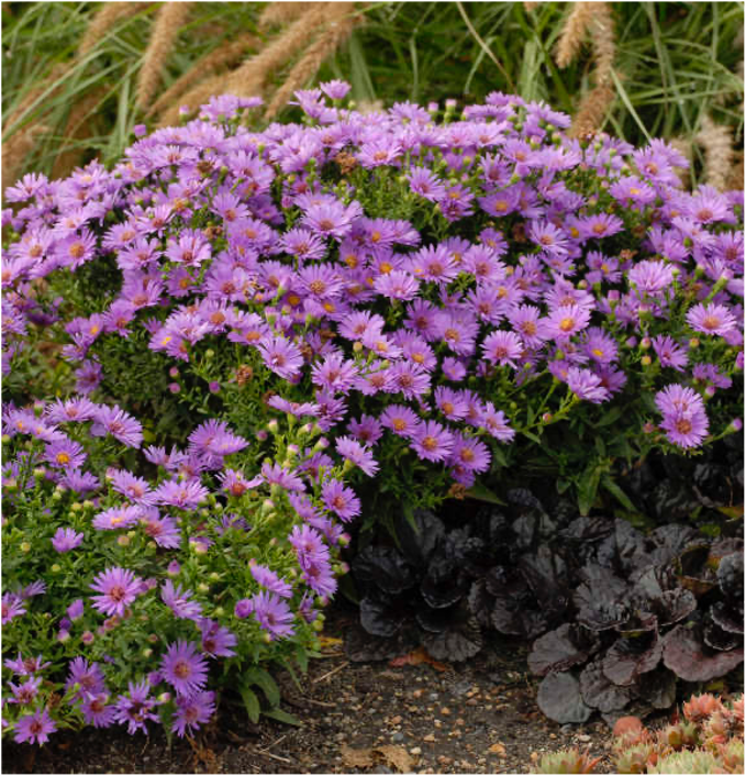 aster aster