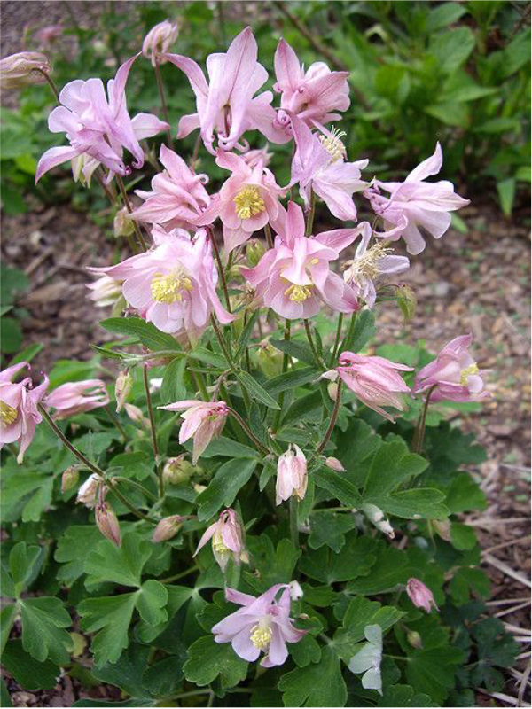 columbine columbine