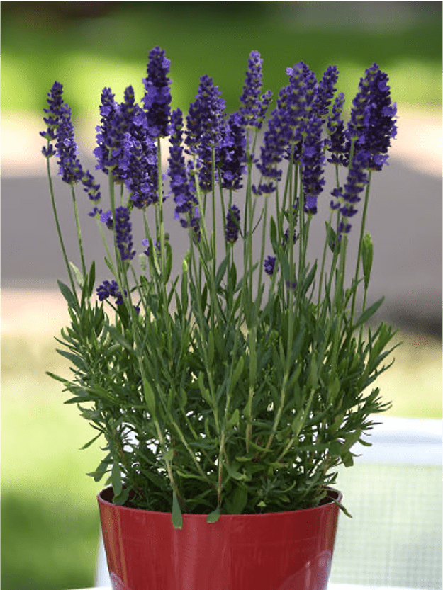 lavender lavender