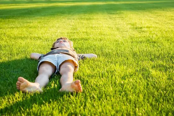 Pest Control And A Healthy Lawn