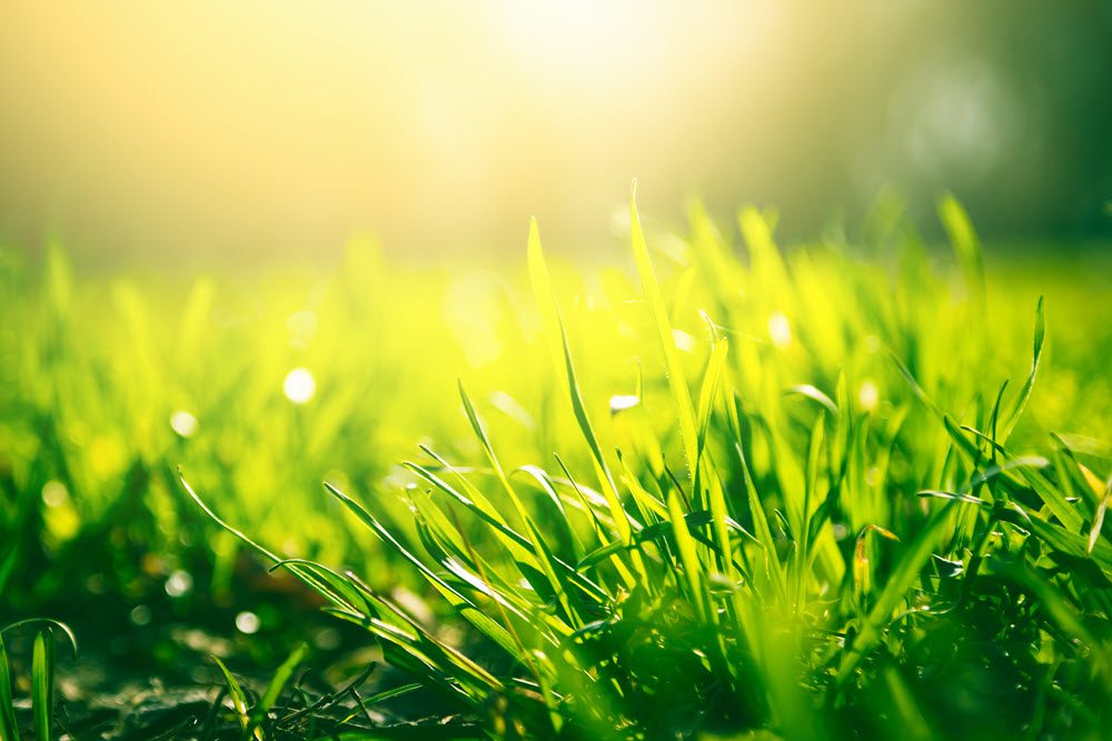 How to Keep Your Lawn Green