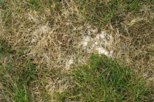 Protecting Your Lawn from Snow Mold Damage