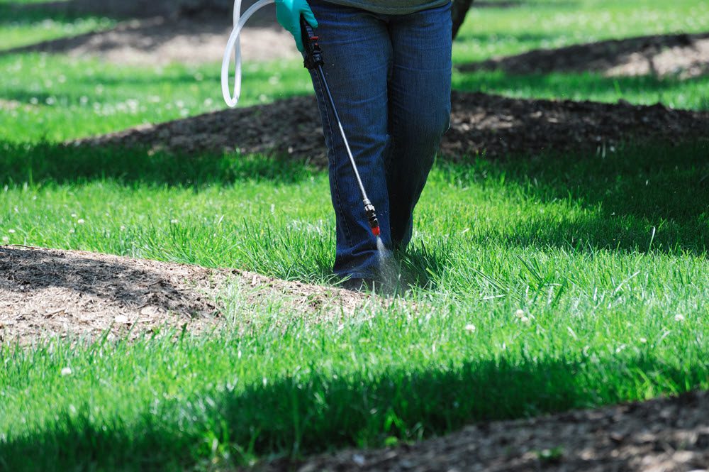 Why You Need Lawn Pest Control